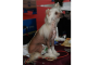 Čínsky chocholatý pes - hairless (naháč)